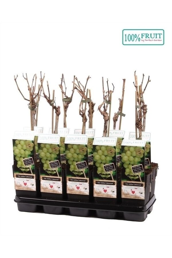 Vitis Lakemount (veredelt) P15