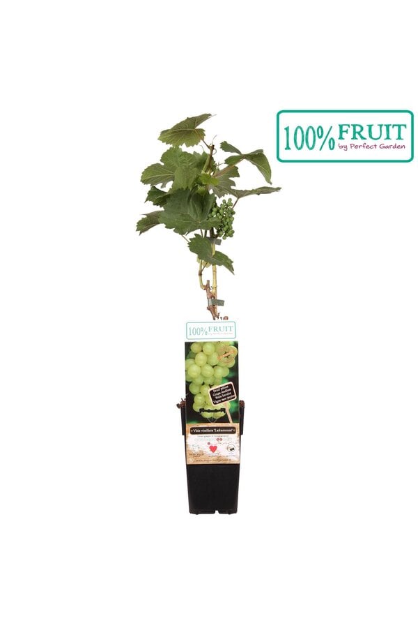 Vitis Lakemount (geënt) P15