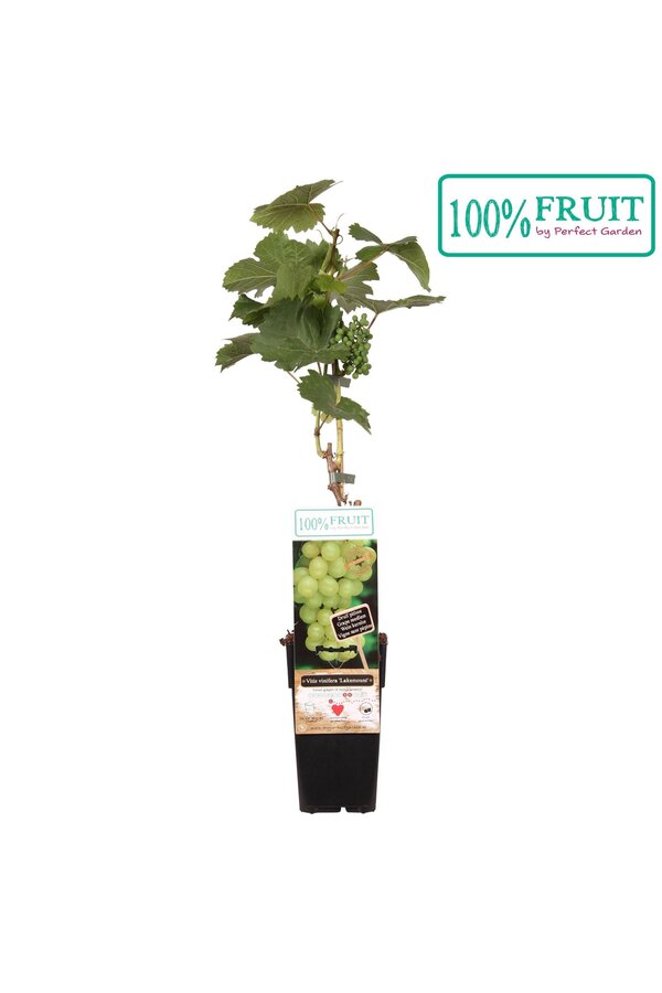 Vitis Lakemount (veredelt) P15