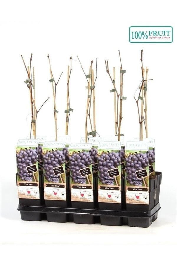 Vitis Beta P15