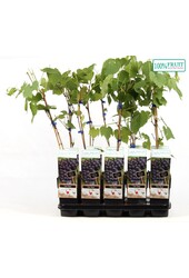 Vitis Beta P15
