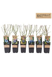 Vaccinium corymbosum mix tray P15