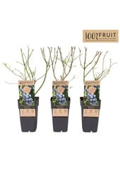 Vaccinium Goldtraube 71 P15