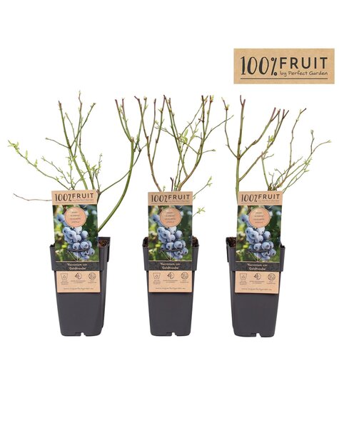 Vaccinium Goldtraube 71 P15