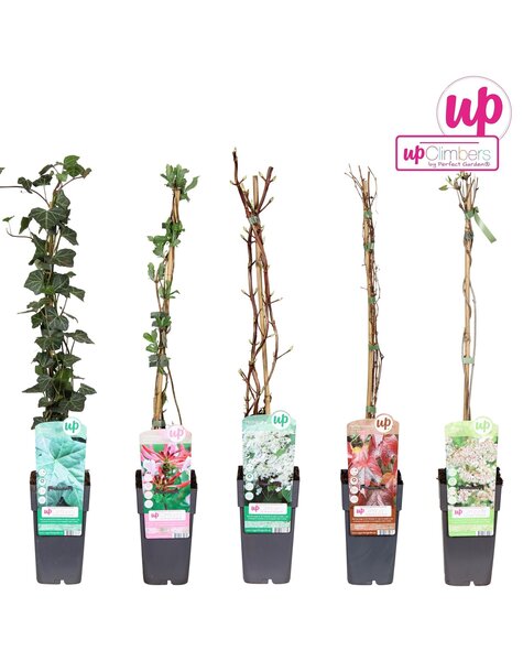 Kletterpflanzen Mix niedrig Standard P15