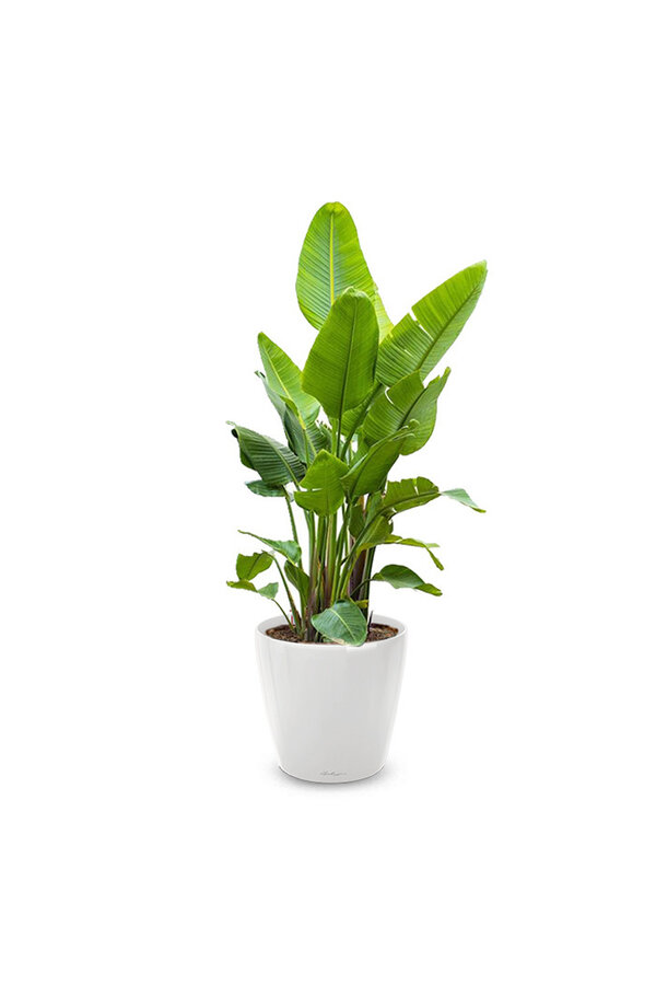 Strelitzia Kingsize im selbstbewässernden Classico - Sale
