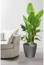 Strelitzia Kingsize im selbstbewässernden Classico - Sale