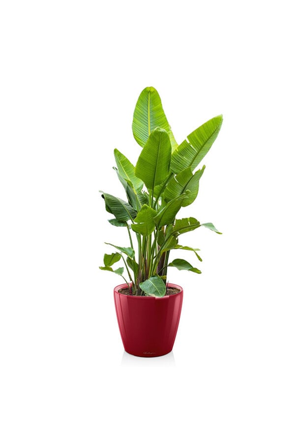 Strelitzia Kingsize im selbstbewässernden Classico - Sale