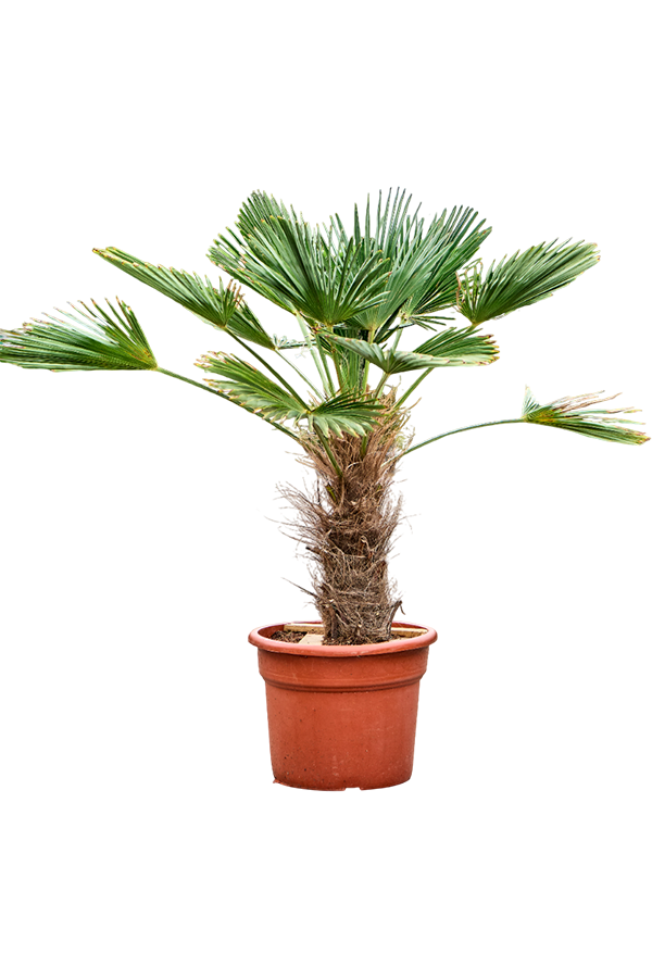 Trachycarpus Wagnerianus