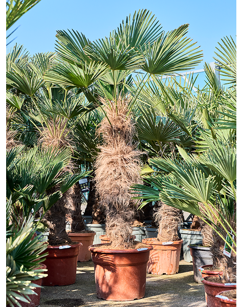 Trachycarpus