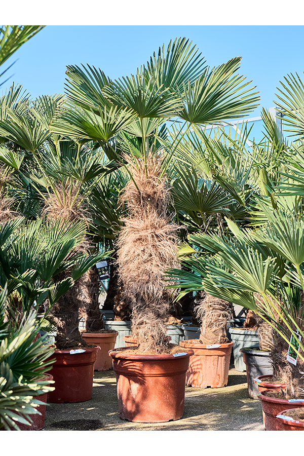 Trachycarpus Wagnerianus (210-240)