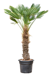 Trachycarpus Wagnerianus