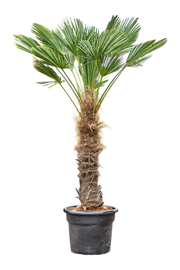 Trachycarpus Wagnerianus