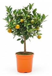 Orangenbaum