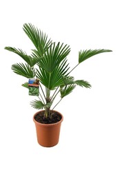 Trachycarpus Wagnerianus