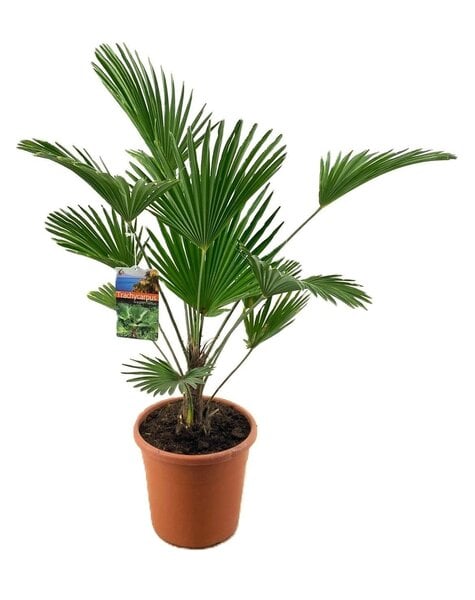Trachycarpus