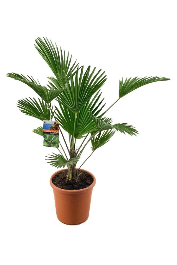 Trachycarpus Wagnerianus