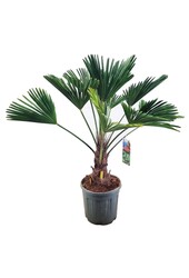 Trachycarpus Wagnerianus