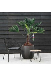 Trachycarpus Wagnerianus