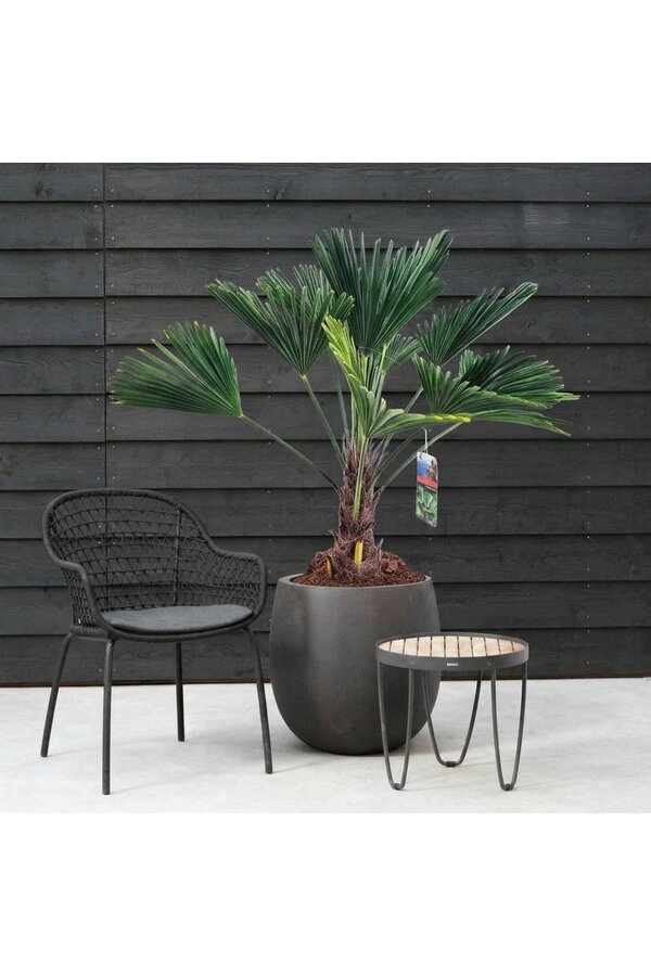 Trachycarpus Wagnerianus