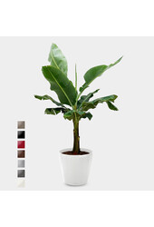 Bananenpflanze Kingsize in Lechuza Classico