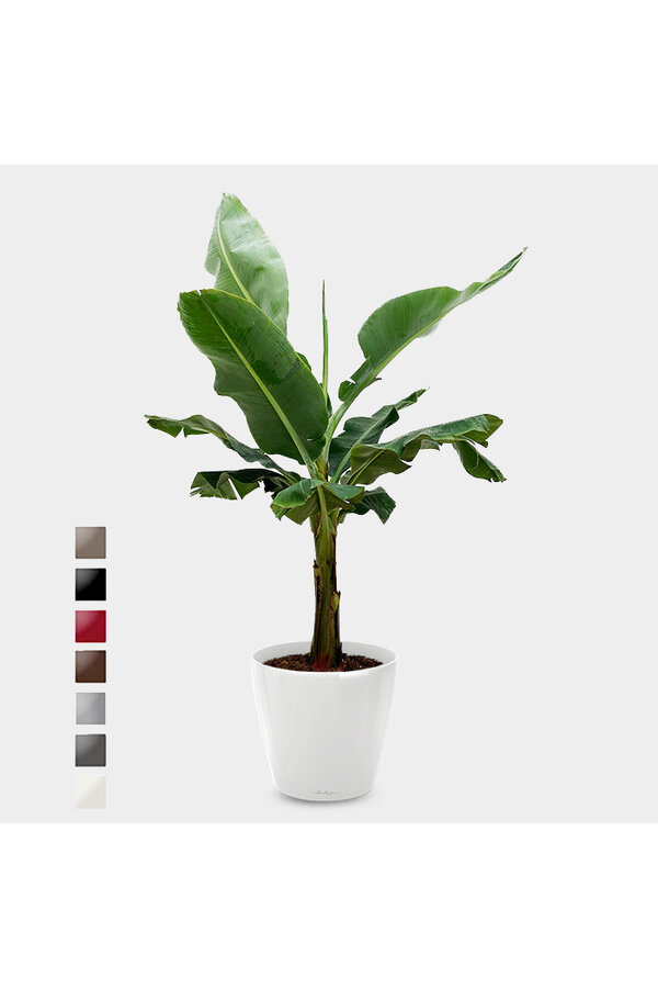 Bananenpflanze Kingsize in Lechuza Classico