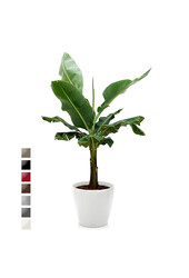 Bananenpflanze Kingsize in Lechuza Classico