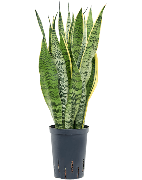 Hydrokulturpflanze Sansevieria - Verkauf