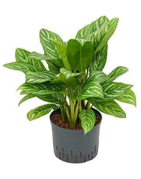 Hydroplant Aglaonema - Verkauf