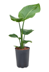 Hydroplant Strelitzia Nicolai - Sale