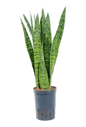 Hydrokultur Sansevieria Zeylanica - Sale