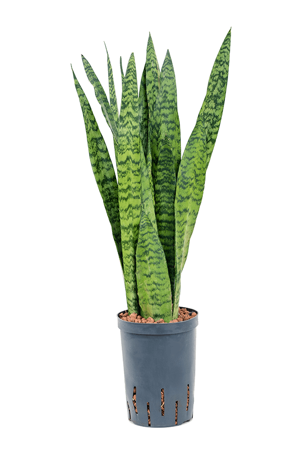 Hydrokultur Sansevieria Zeylanica - Sale