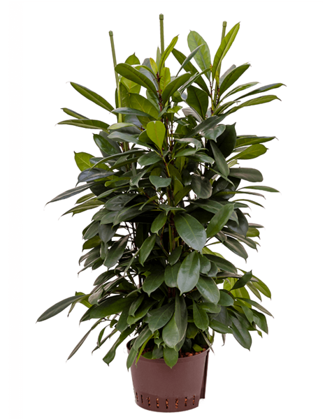 Hydrokulturpflanze Ficus cyathistipula - Verkauf