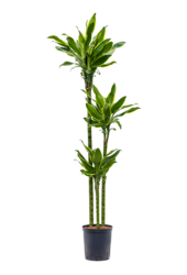Hydrokultur Dracaena Golden Coast - Sale