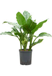 Hydrokultur-Pflanze Aglaonema Chantal - Sale