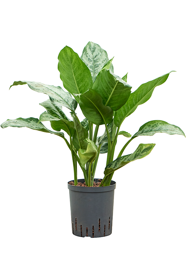 Hydrokultur-Pflanze Aglaonema Chantal - Sale