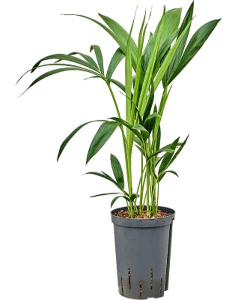 Hydroplant Kentia - Sale