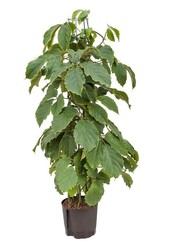 Hydroplant Tetrastigma - Sale