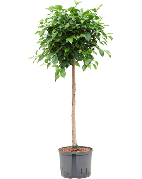 Hydrokultur Ficus - Sale