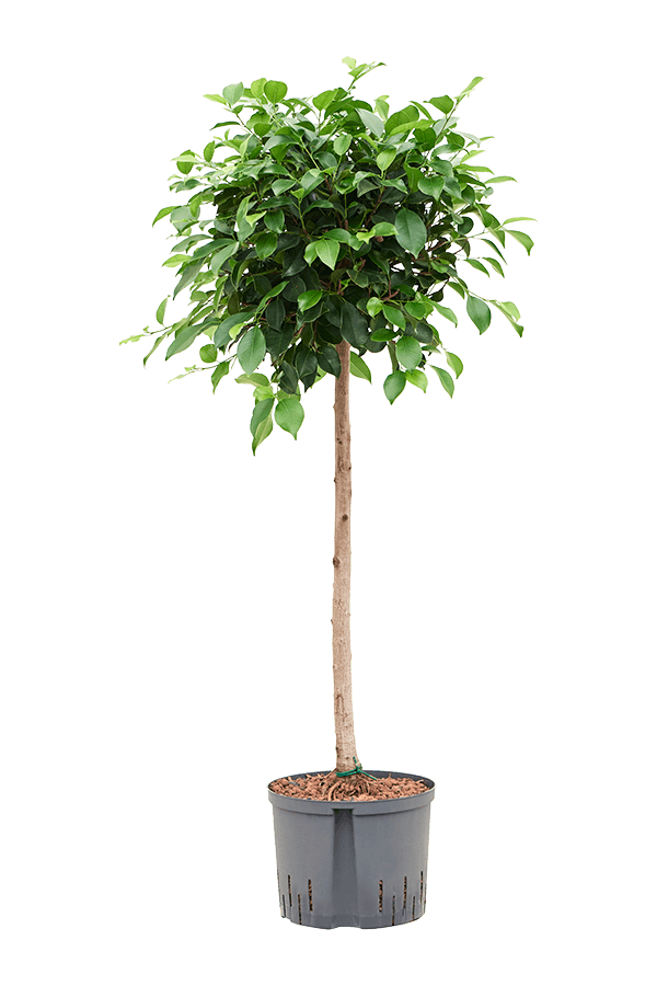 Hydrokultur Ficus Microcarpa ‘Nitida’ - Sale