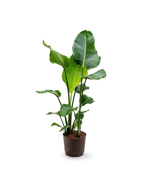 Hydrokultur Strelitzia - Sale