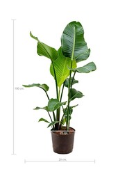 Hydrokultur Strelitzia nicolai - Sale