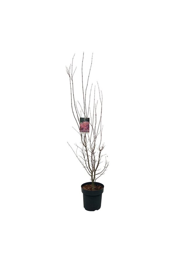 Ahorn Acer Skeeters Broom