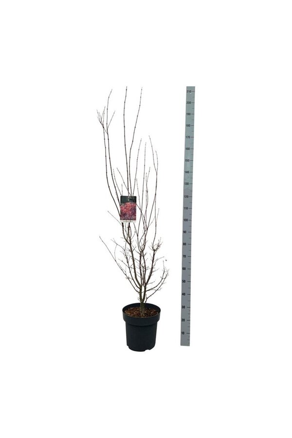 Ahorn Acer Skeeters Broom