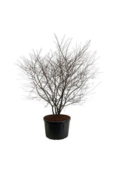 Felsenbirne Amelanchier lamarckii