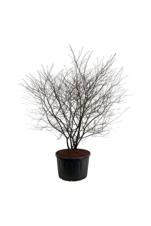 Felsenbirne Amelanchier lamarckii