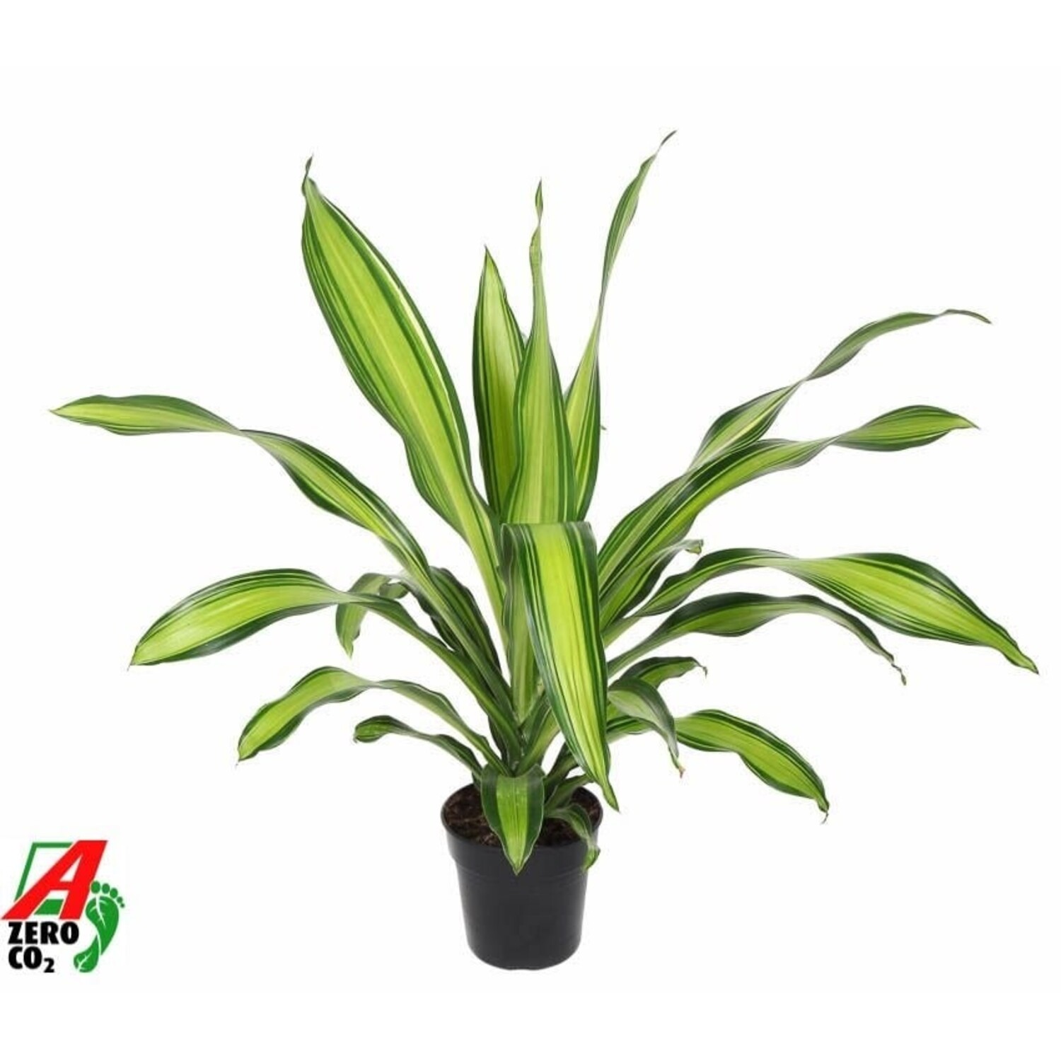Dracaena Charley Kopfsteckling P21 | Schnelle Lieferung | Fleurdirect -  www.fleurdirect.com