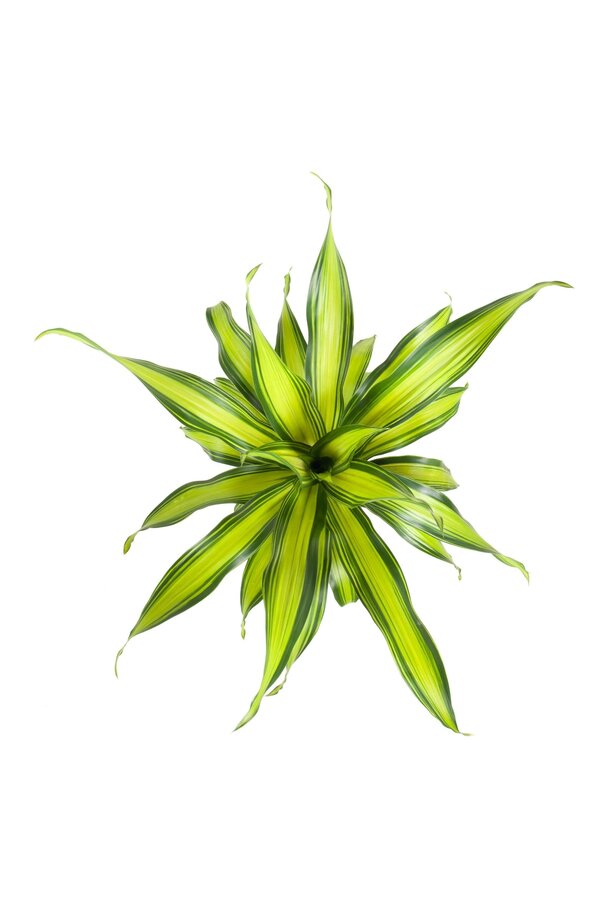 Dracaena Charley kopstek P21