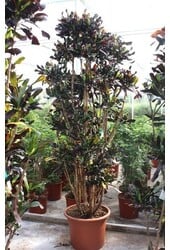 Codiaeum Mammi (Croton)