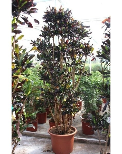 Codiaeum Mammi (Croton)